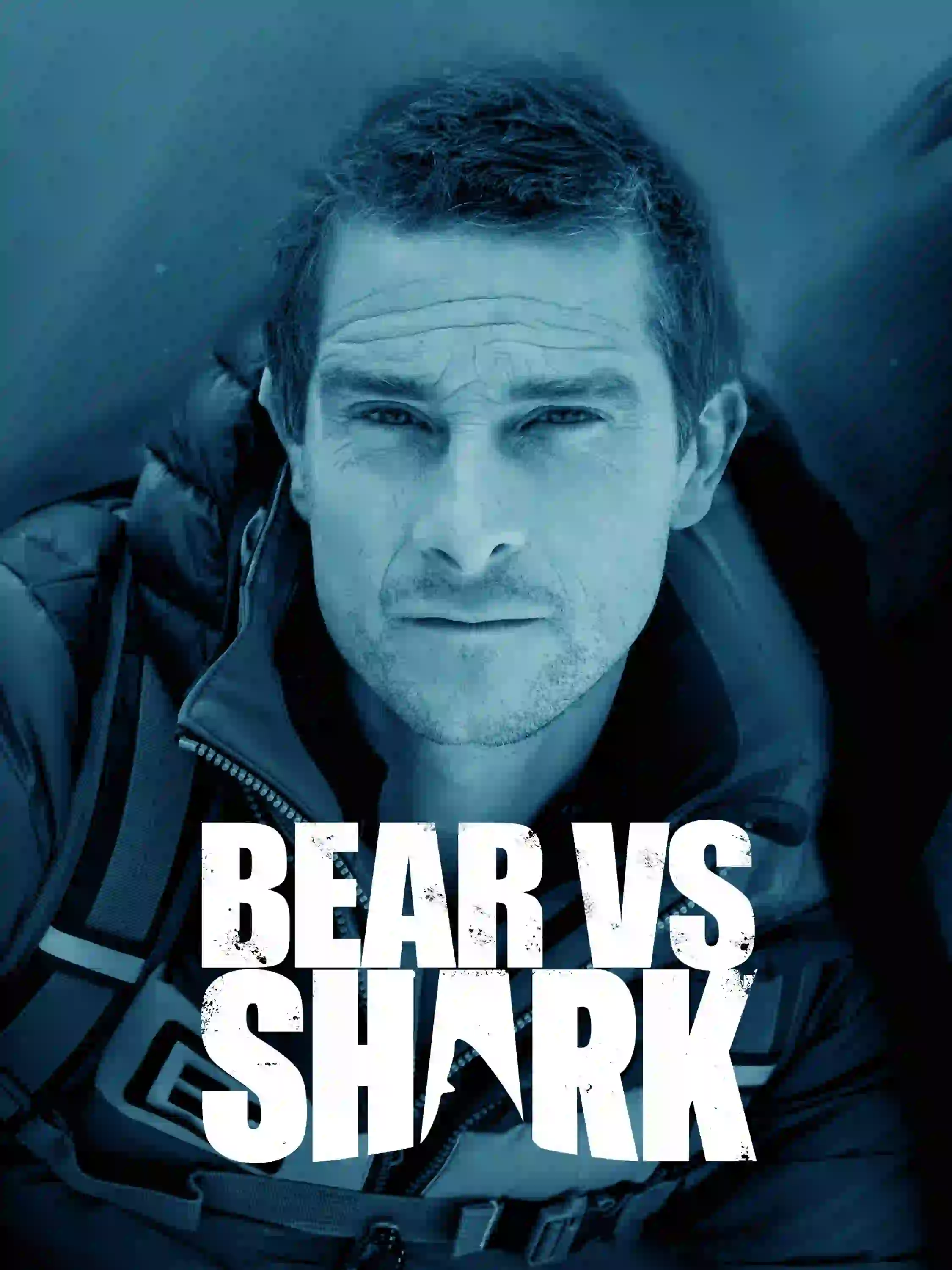 Bear vs Shark
