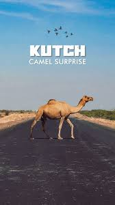 Revealed: Rann of Kutch