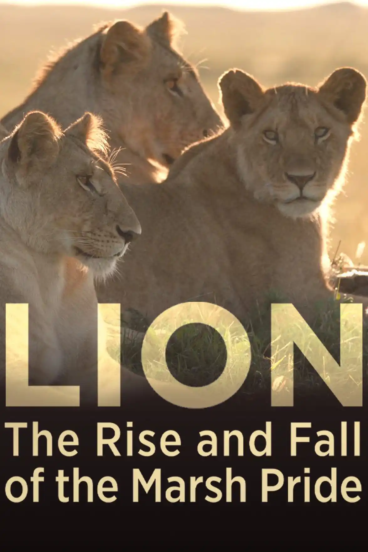 Lion : The Rise and Fall of the Marsh Pride