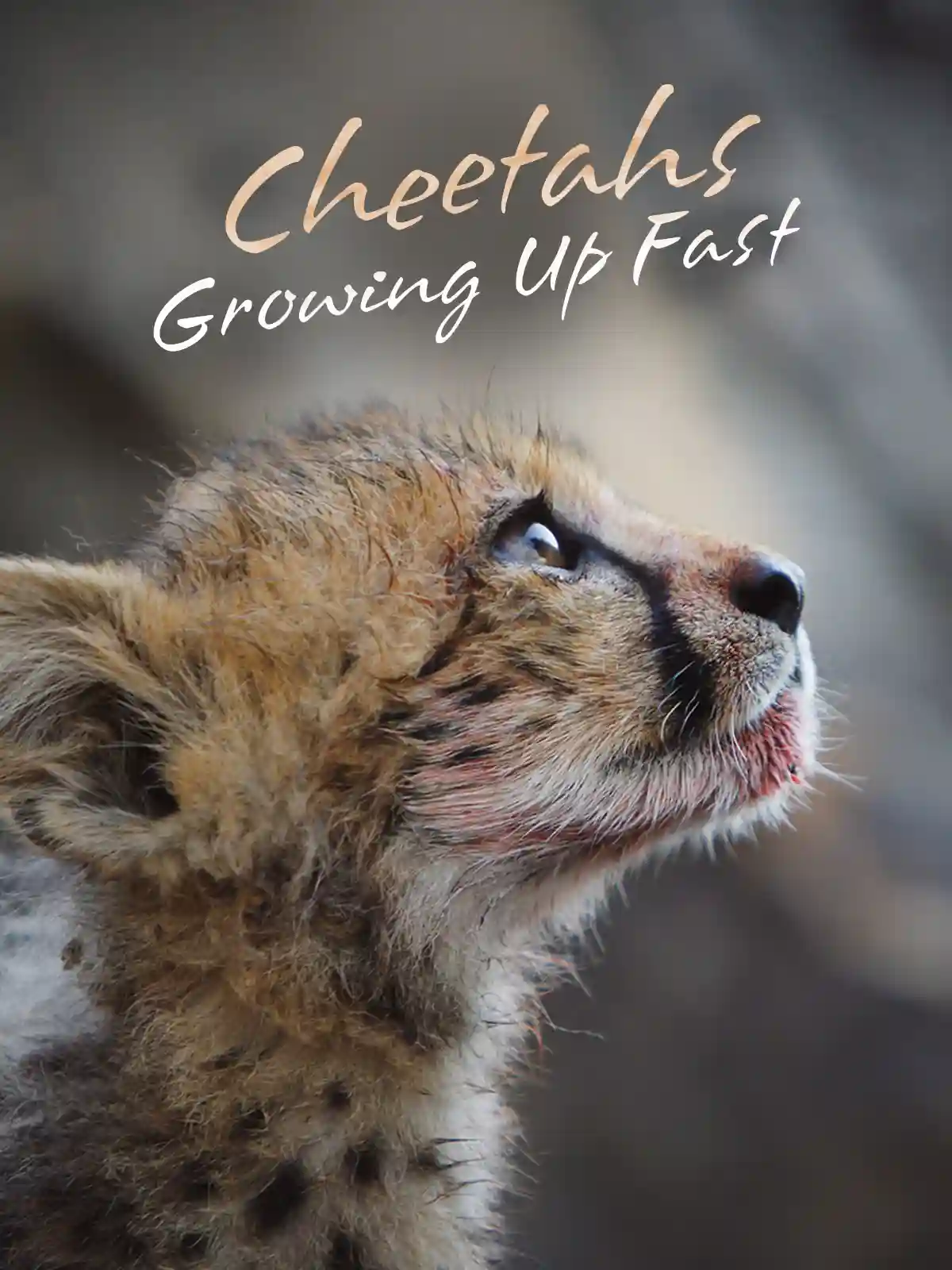 Natural World: Cheetahs Growing Up Fast