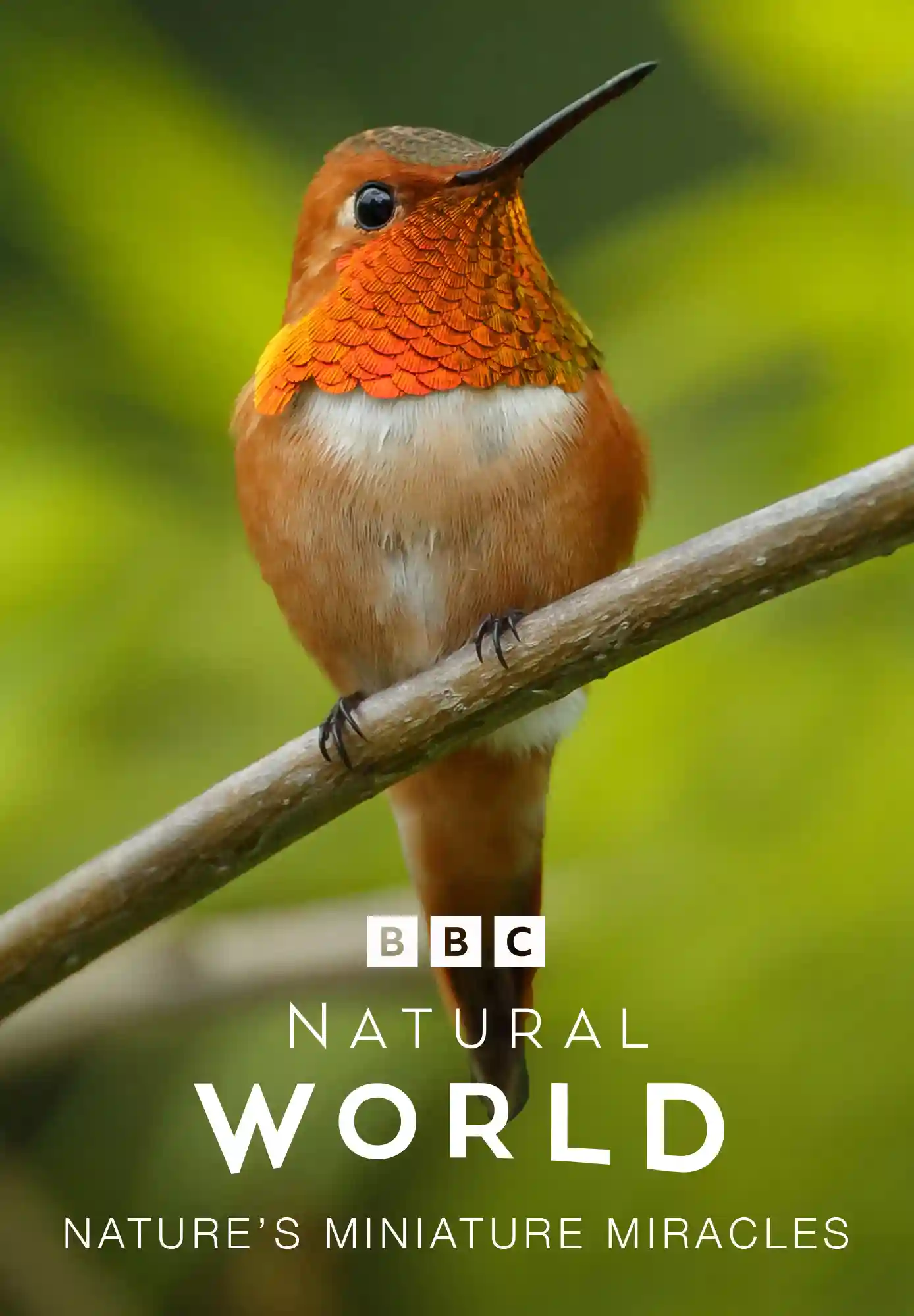 Natural World: Nature's Miniature Miracles