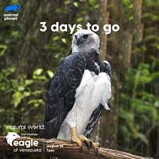 Natural World: The Monkey - Eating Eagle Of Venezuela