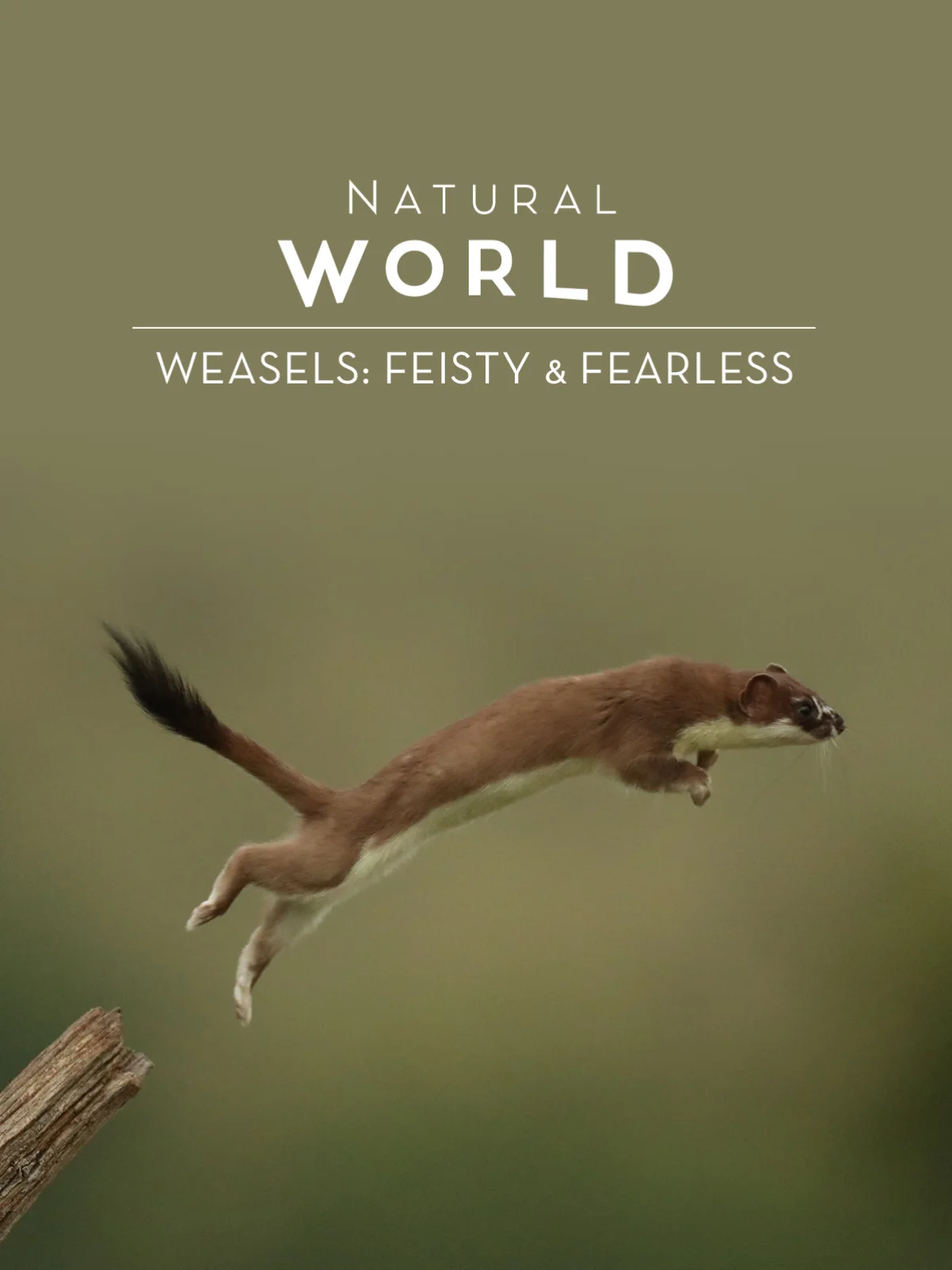 Natural World: Weasels - Feisty And Fearless